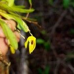 Specklinia icterina Flower