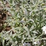 Cerastium gibraltaricum Hoja