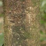 Pouteria cayennensis Bark