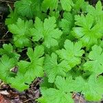 Geranium aculeolatum Leaf