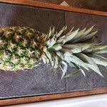 Ananas comosus Frukt