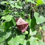 Aristolochia littoralisFlower