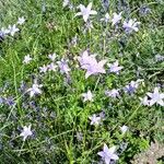 Campanula patula Habit