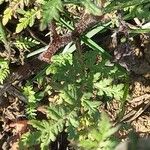 Phacelia tanacetifolia 树皮