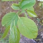 Halesia diptera Foglia