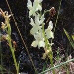 Orchis provincialis Elinympäristö