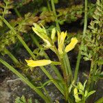 Corydalis cheilanthifolia Blomma