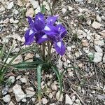 Moraea mediterranea Flower