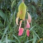 Cinnamomum burmanni Blad