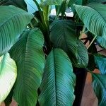 Spathiphyllum wendlandii Hoja