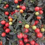 Solanum pseudocapsicum Fruit