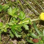 Potentilla brauneana Vekstform