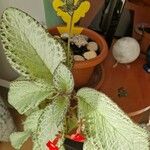 Episcia cupreata 葉