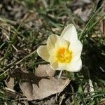 Crocus chrysanthusŽiedas