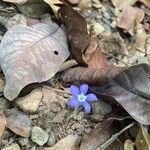 Voyria caerulea Кветка