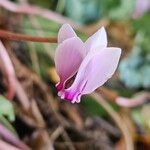 Cyclamen hederifolium