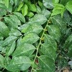 Sauropus androgynus Leaf