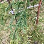 Cryptomeria japonica 葉