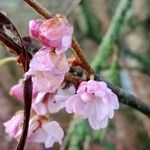 Prunus × subhirtellaFlower