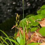 Carex digitata Blad