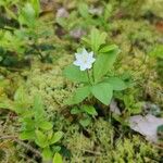 Lysimachia europaeaBlüte