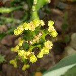 Euphorbia antiquorum Flower