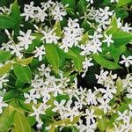 Jasminum azoricum Flower