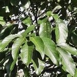 Persea caerulea Hoja
