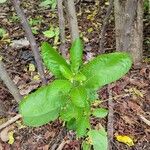 Ruellia tuberosa पत्ता