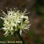 Saponaria bellidifolia Cvet