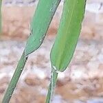 Rostraria cristata Кора