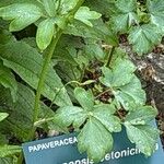 Meconopsis betonicifolia Leaf