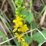 Agrimonia eupatoria Ffrwyth