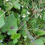 Euphrasia officinalis Hábitos