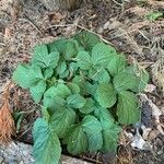 Geum macrophyllumFlower