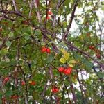 Berberis thunbergiiPlod