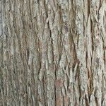 Taxodium distichum Bark