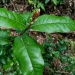 Aextoxicon punctatum Leaf