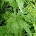 Ranunculus platanifolius Leaf