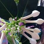 Stephanotis floribunda Λουλούδι