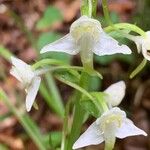 Platanthera chloranthaFlower