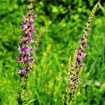 Lythrum salicaria Fiore