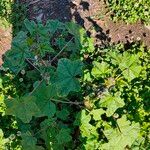 Malva verticillata Feuille