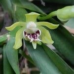 Vanda cristata Кветка