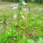 Salvia lyrata 花