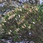 Melaleuca armillaris ফুল