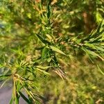 Melaleuca bracteata Lapas