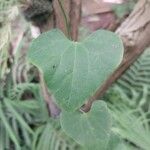 Aristolochia littoralis Blatt