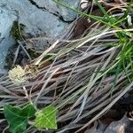 Carex montana Flor