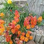 Freesia × kewensis Květ
